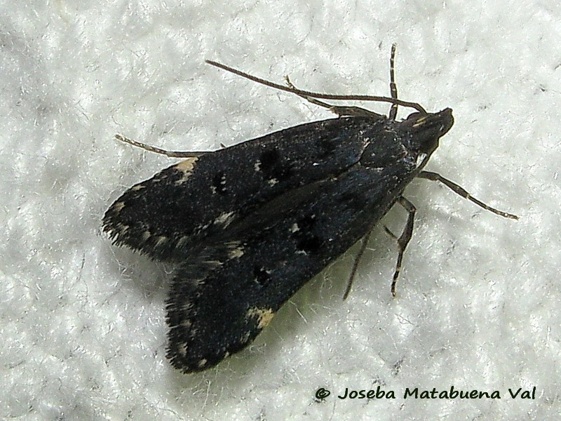 Dichomeris alacella - Gelechiidae ??